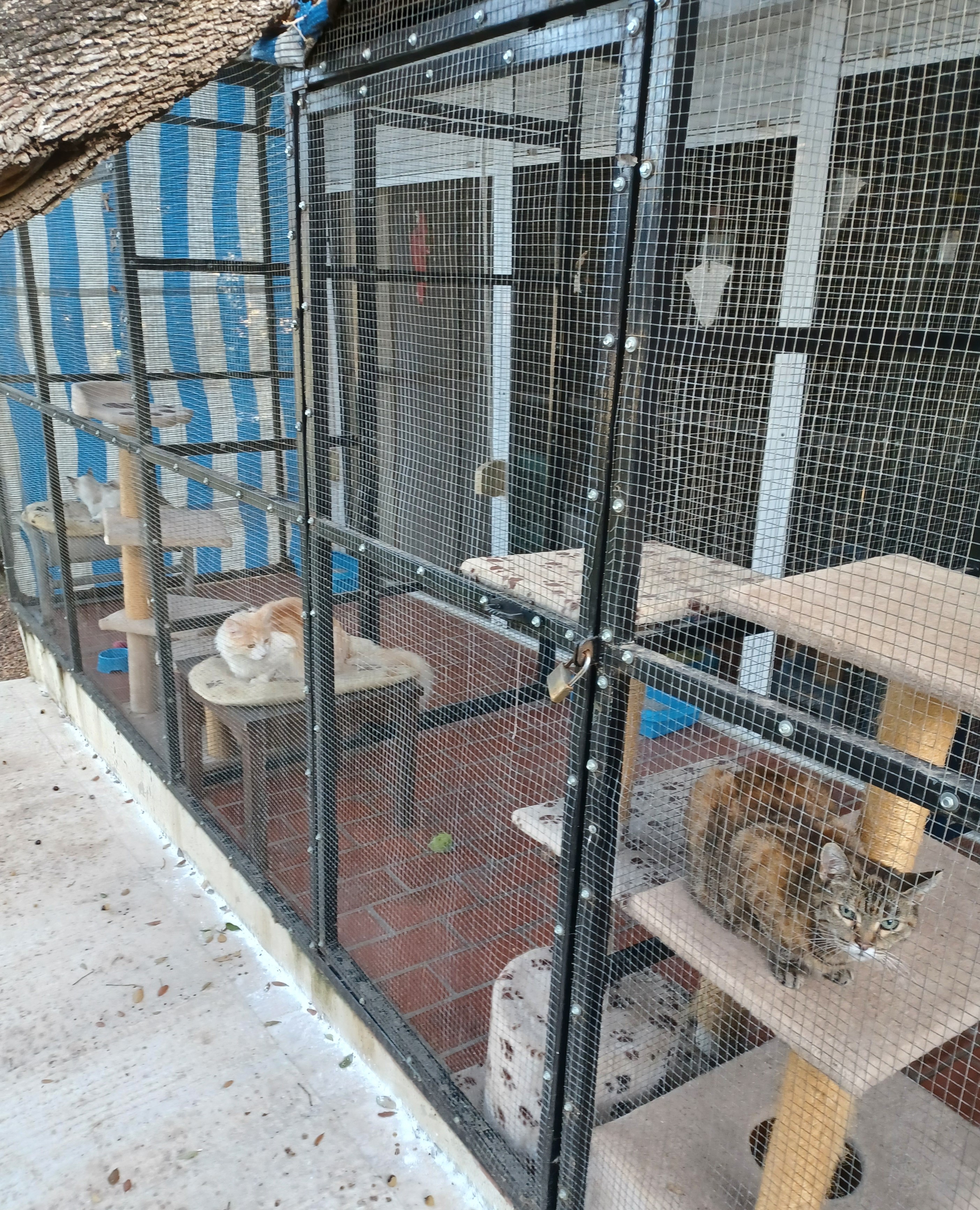 cattery-3