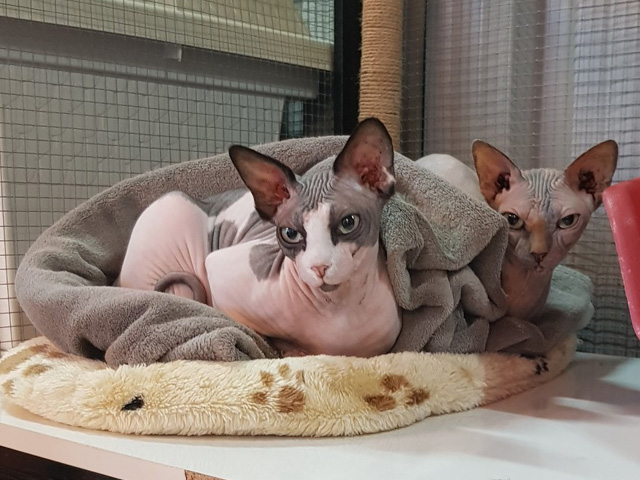 cat hotel
