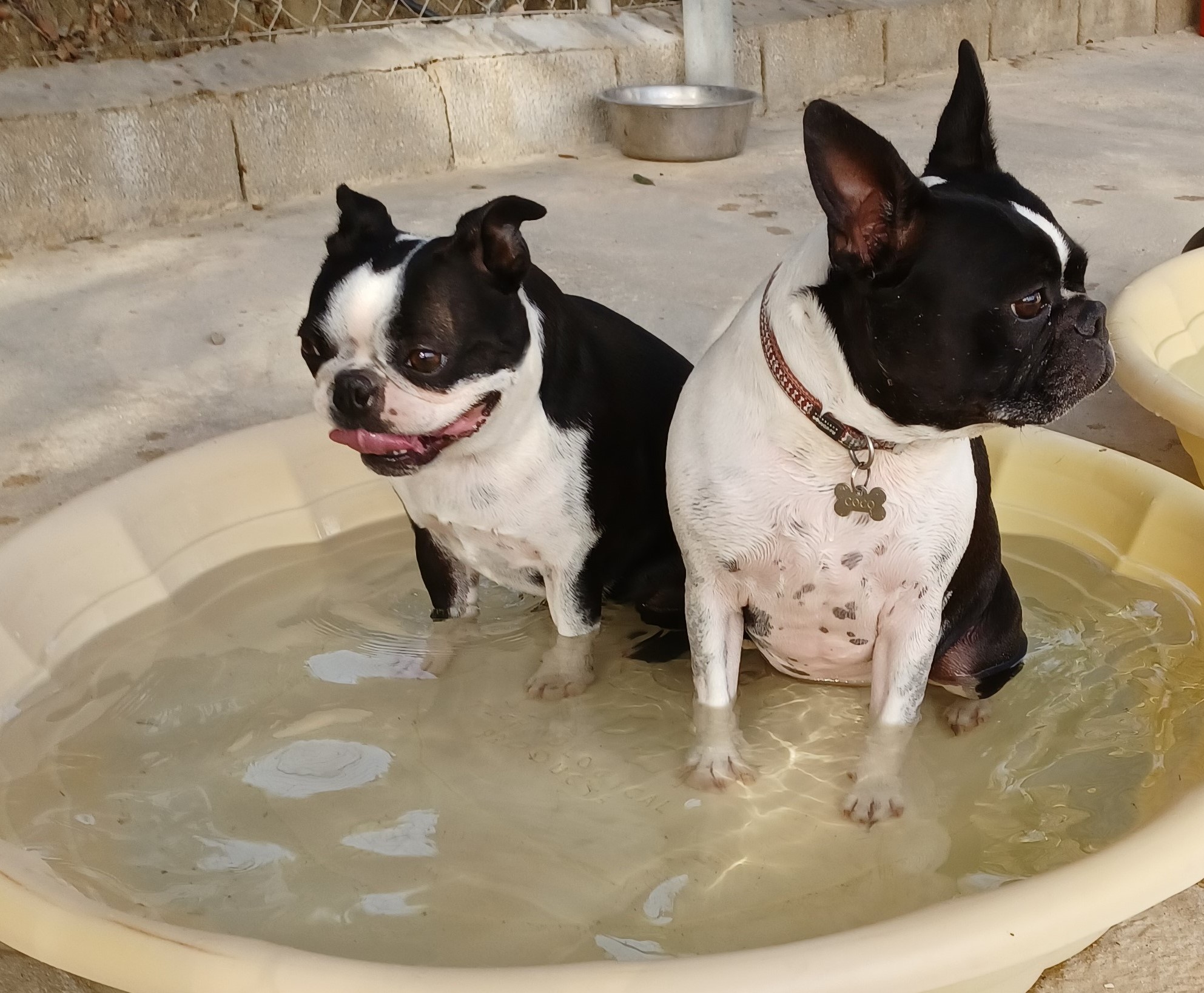 dog pet hotel - frenchies