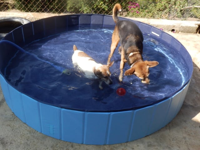 Dog kennels with pool